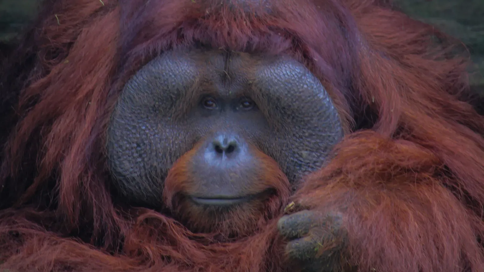 Close-up of an adult male orangutan with broad cheek pads and long reddish-brown hair, resting its chin near its hand and looking toward the camera